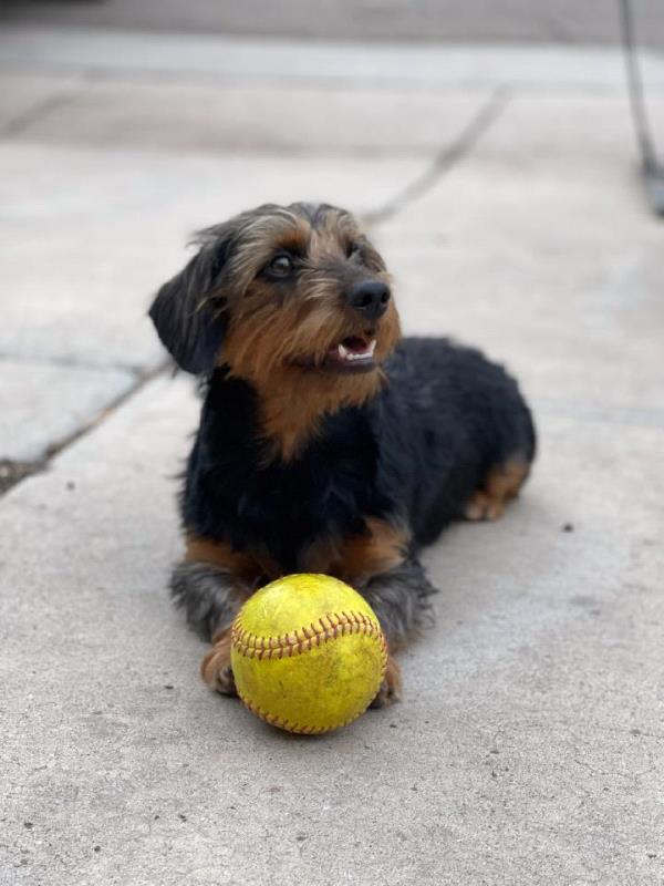 /images/uploads/albuquerque publishing company/abqjournalpetcontest2022/entries/18766thumb.jpg